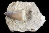 Mosasaur (Prognathodon) Tooth In Rock #70480-1